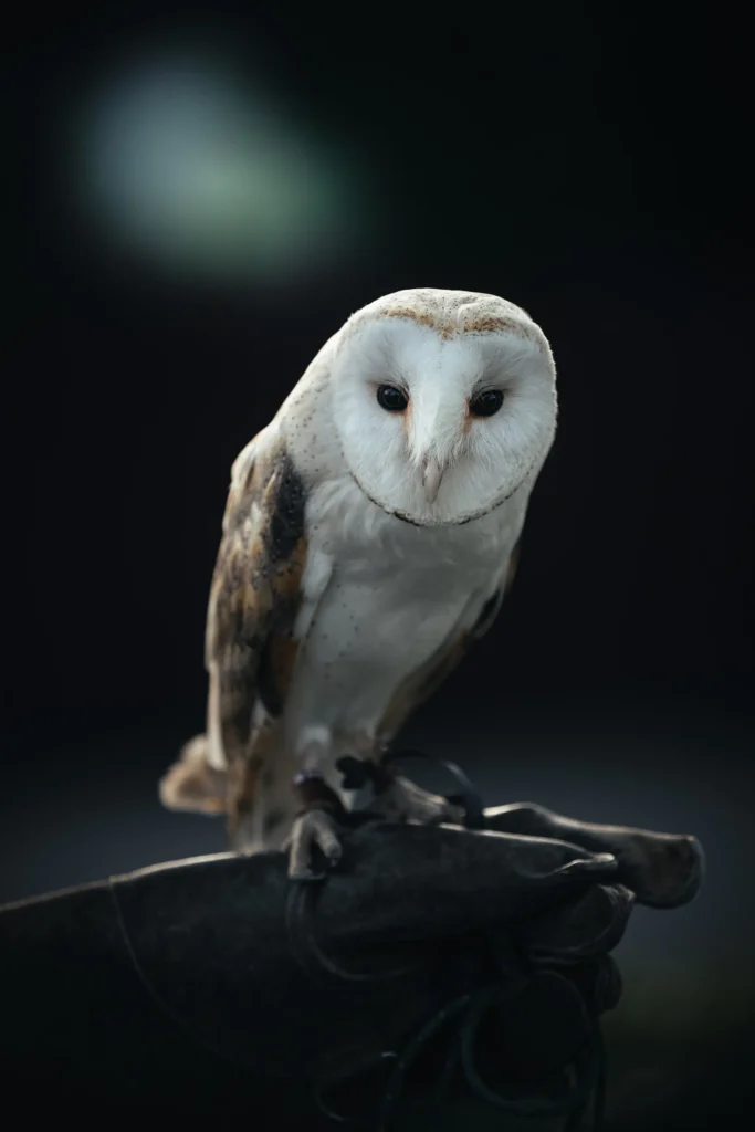 動物