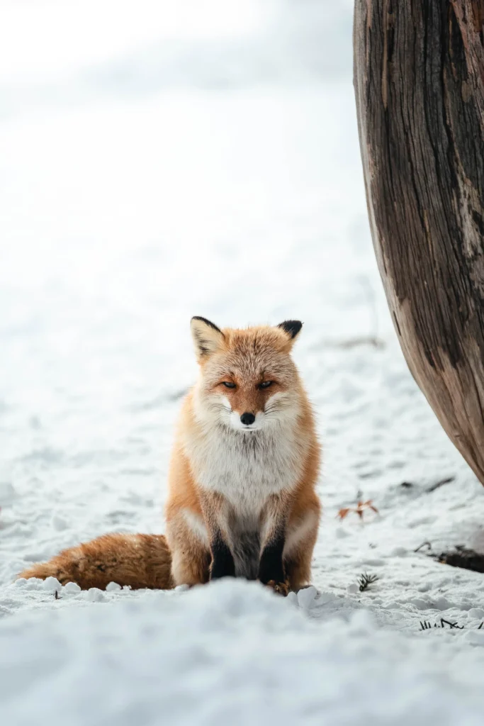 動物