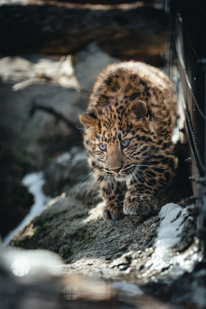 動物