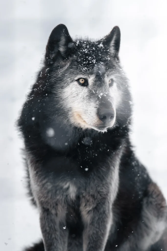 動物